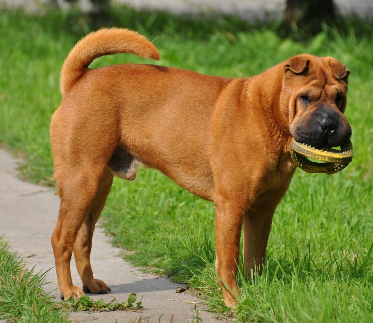 Шарпей собака рыжая