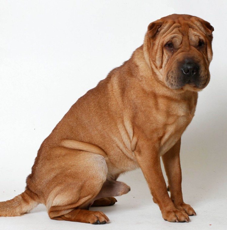 Шарпей собака рыжая