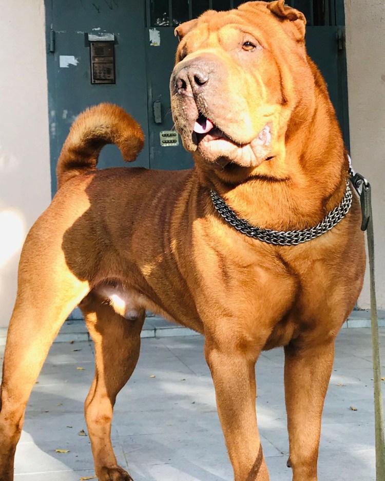 Бойцовский шарпей