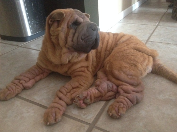 Шарпей пушистый щенок