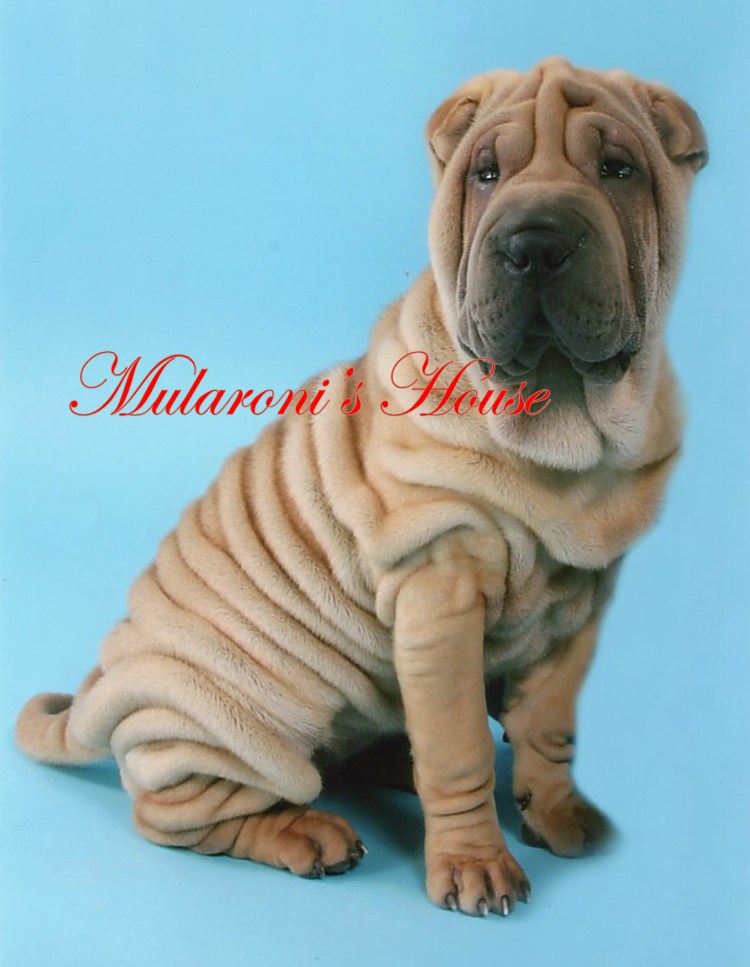 Китайский шарпей щенок