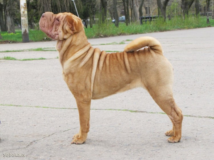 Чау чау и шарпей