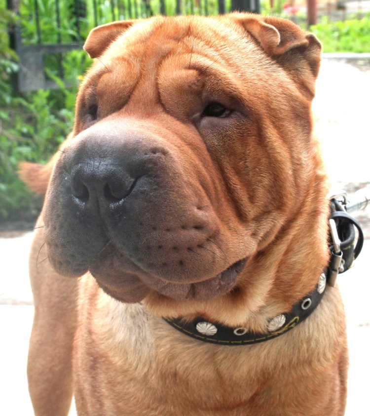 Собака шарпей маленькая