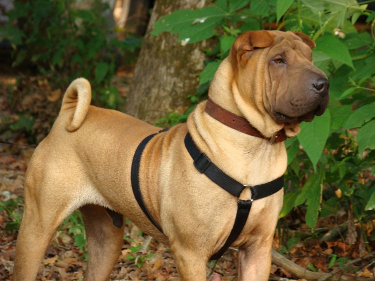 Клички для шарпея