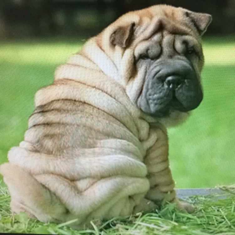 Американский шарпей щенок