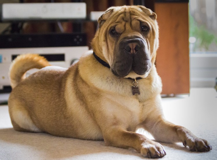 Порода шарпей голубой