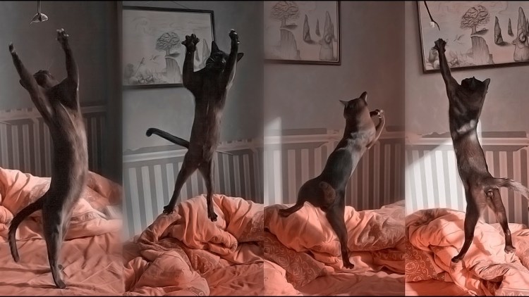 Грация кошки