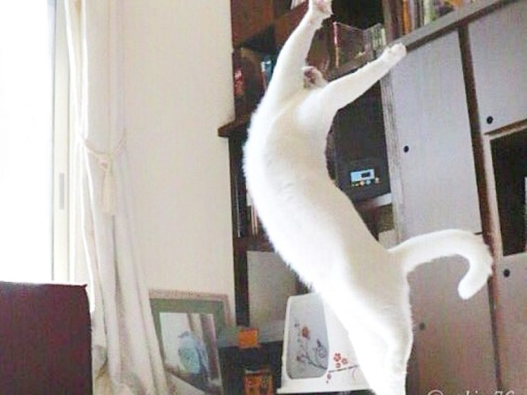 Кот танцует лезгинку