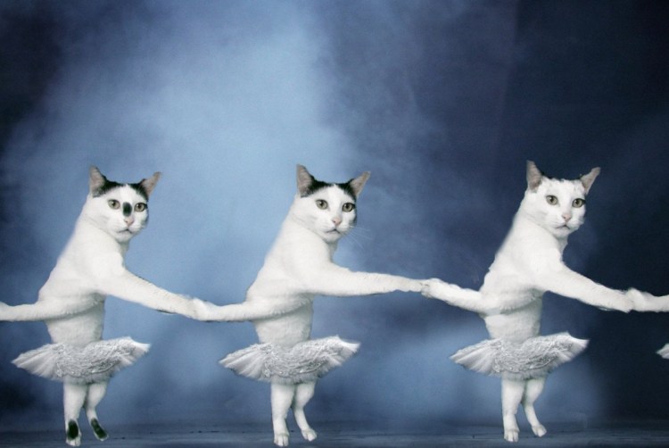 Фотожабы котов