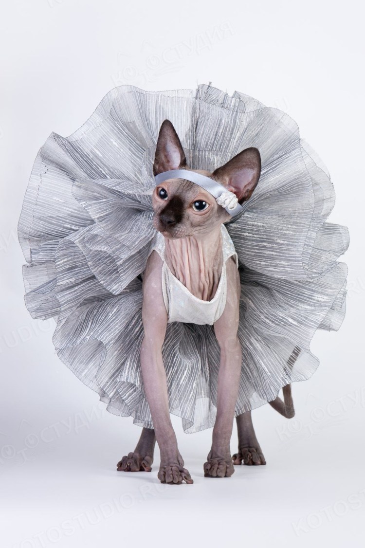 Животные балерины