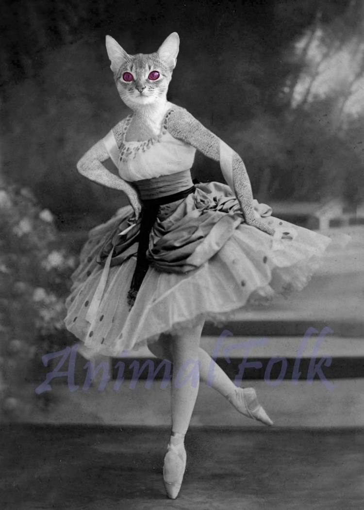 Коты балерины