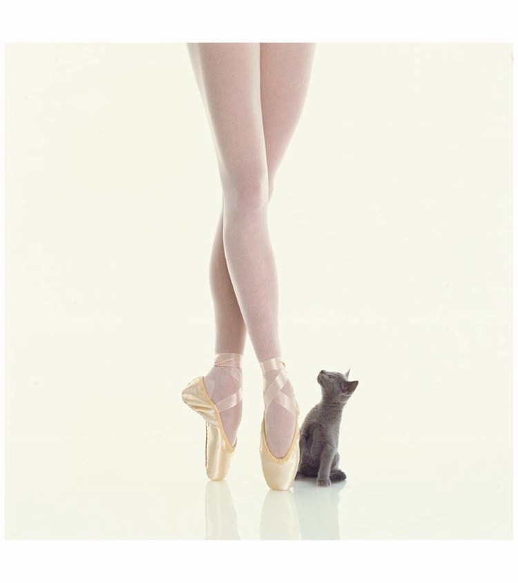 Ножки кошечки