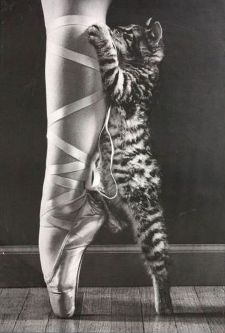 Кот балет