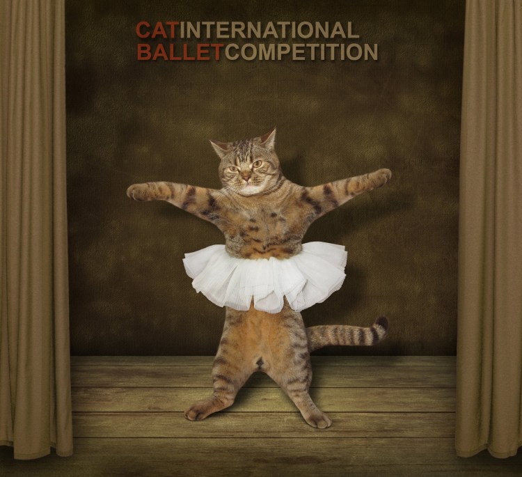 Котик в балетной пачке
