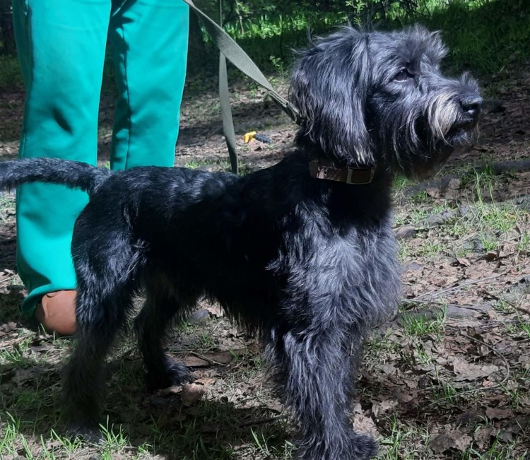 Метис ризеншнауцера