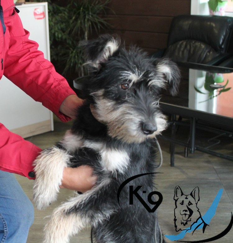 Ризеншнауцер и немецкая овчарка