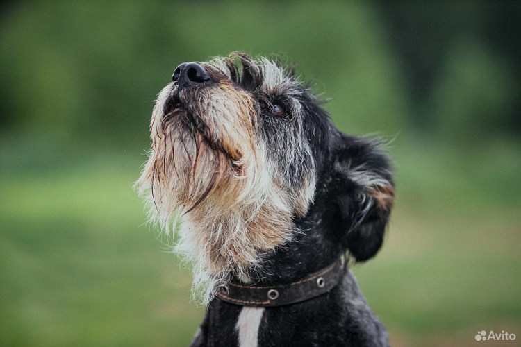 Метис порода собак