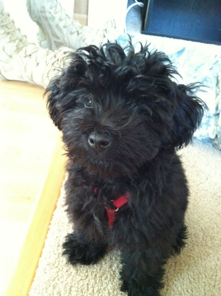 Шварц шнауцер