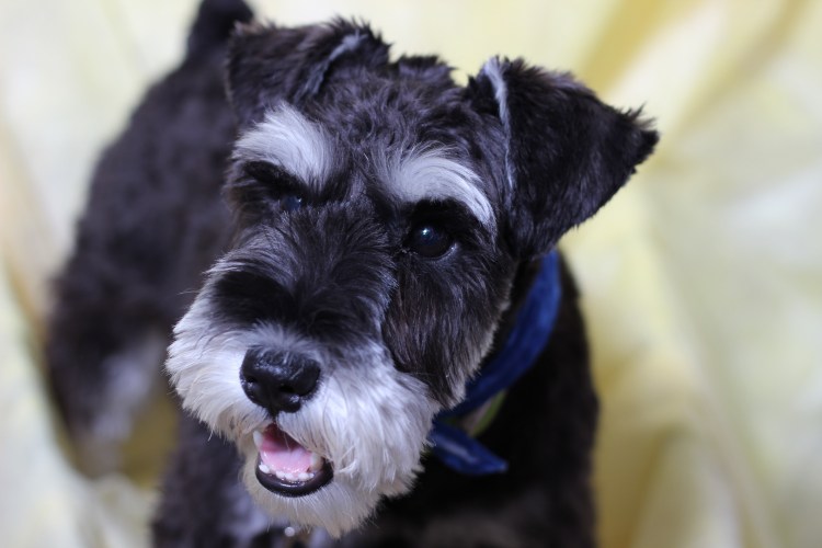 Терьер Миттельшнауцер