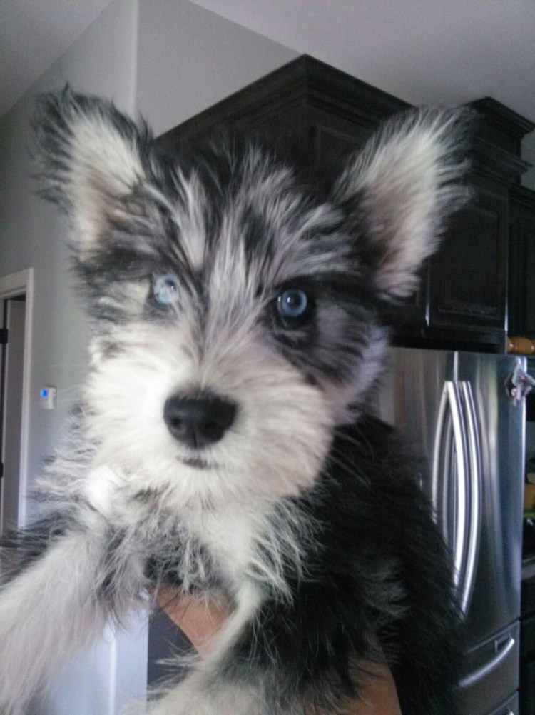 Порода собаки Гаркалина