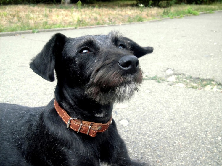 Шнауцер терьер