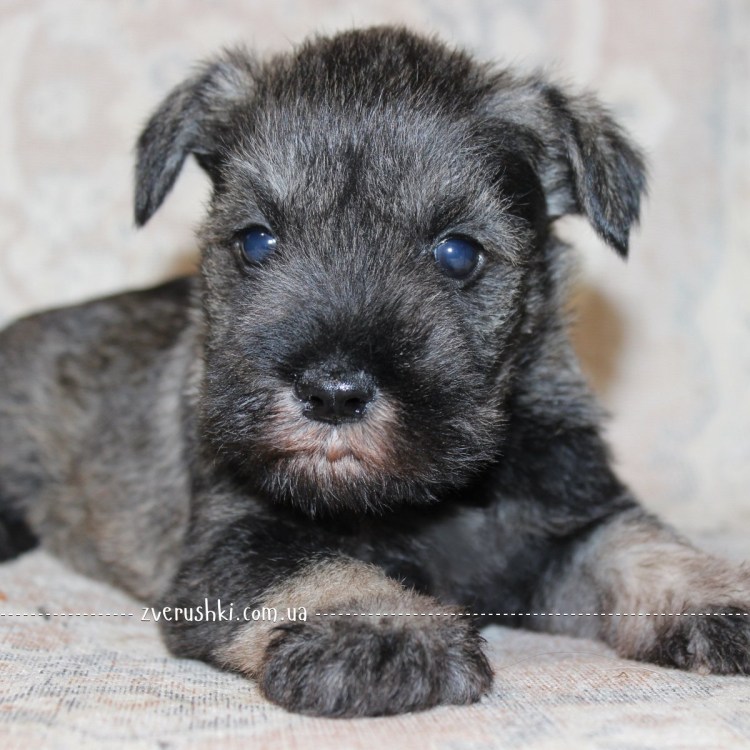 Метис ризеншнауцера и черного терьера