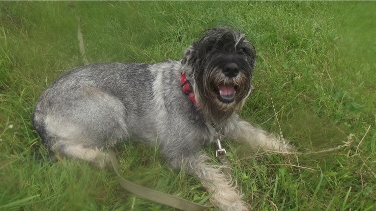 Цвергшнауцер метис