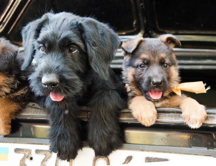 Йоркширский шнауцер