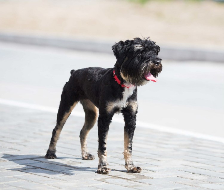 Метис миттельшнауцера