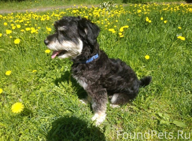 Метис кокер Цвергшнауцер