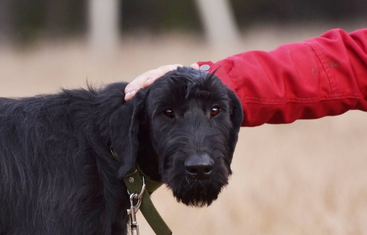 Помесь Йорка и спаниеля