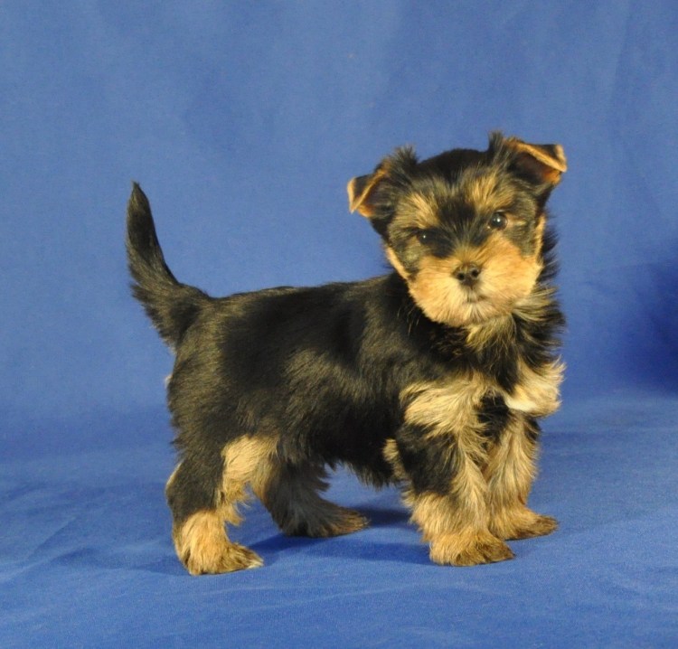 Метис ризеншнауцера