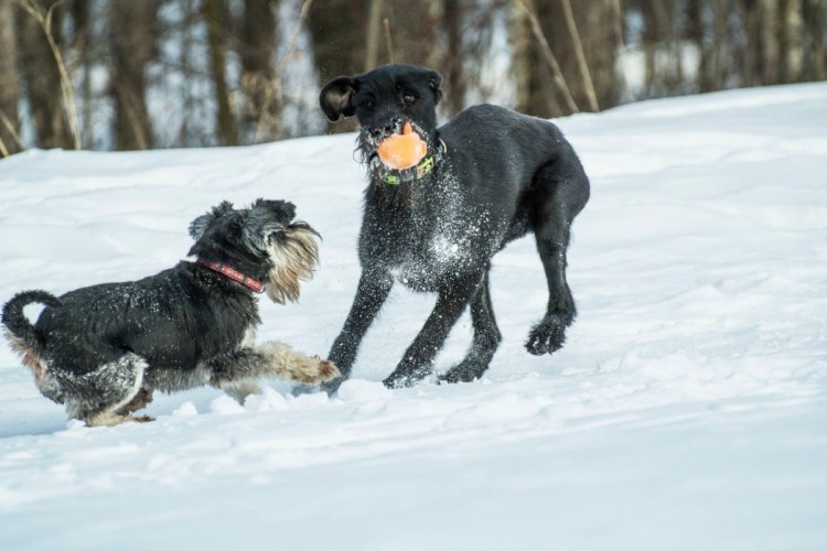 Цвингер шнауцер