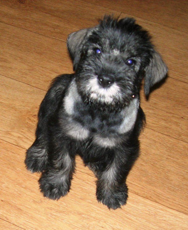 Метис шнауцера