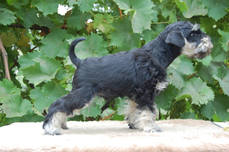 Цвергшнауцер форвард