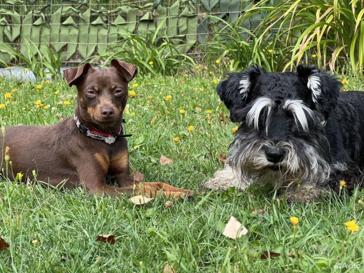 Нестриженый Цвергшнауцер