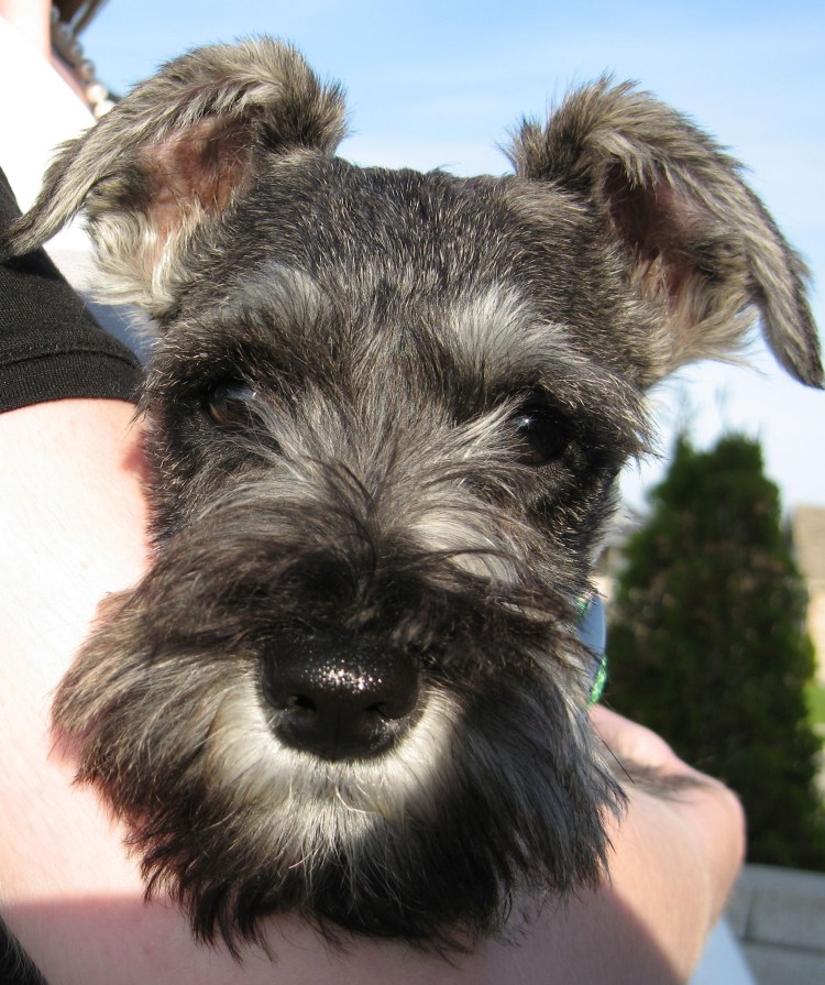 Цвергшнауцер помесь