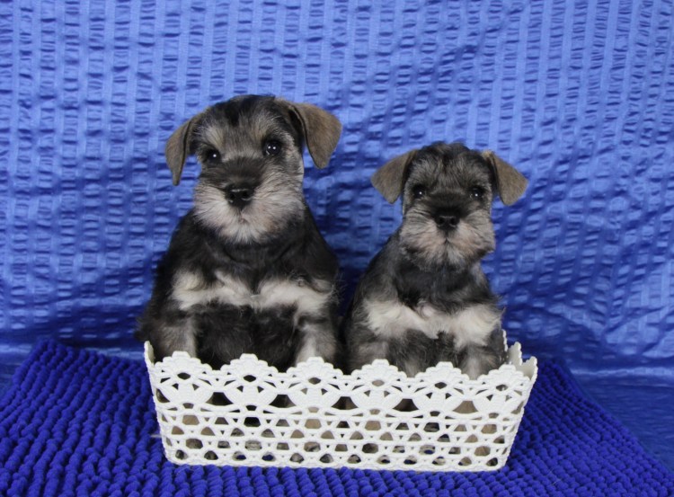 Кокер микро шнауцер