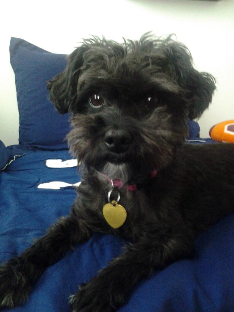 Цвергшнауцер борода