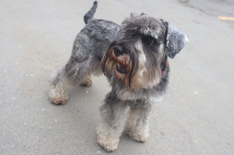 Пшеничный Ризеншнауцер