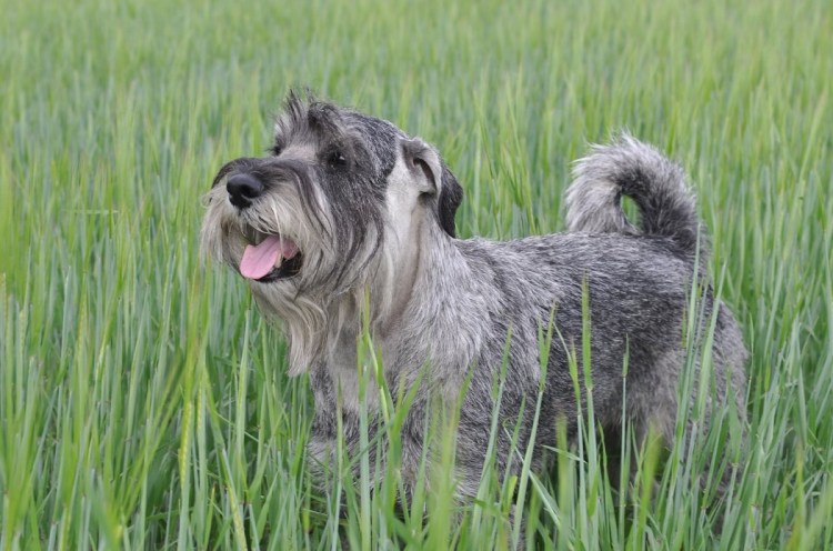 Цвейг шнауцер порода собак