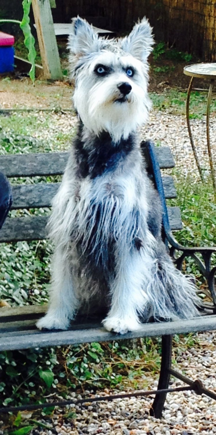 Йоркширский пудель