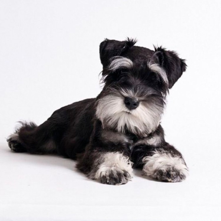 Порода собаки дармоед