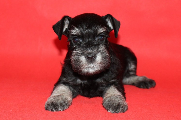 Щенки полу цверги