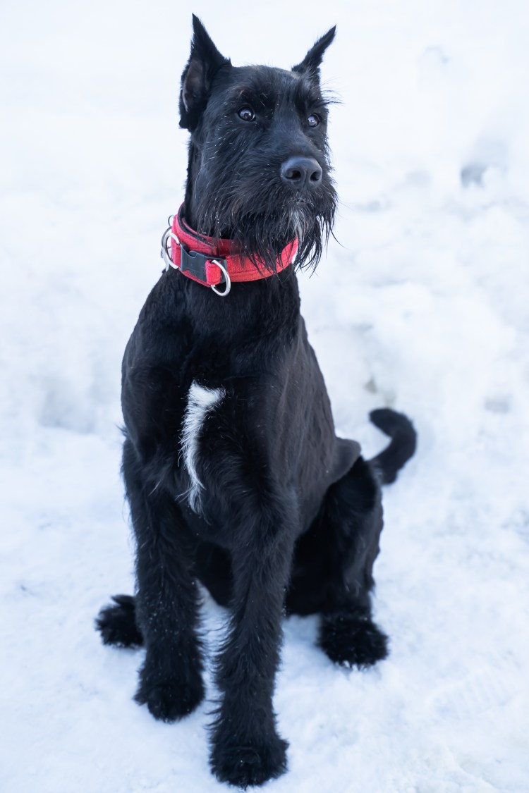 Метис МОПСА И йоркширского терьера