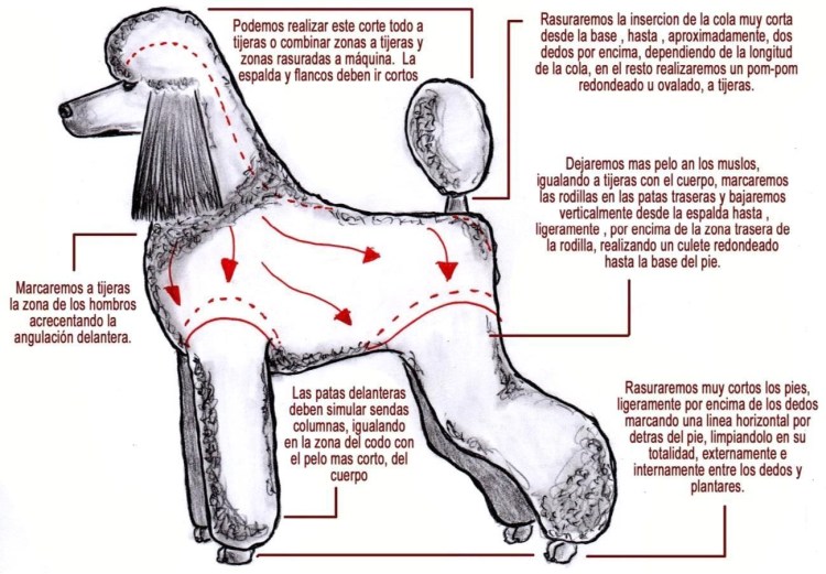 Стрижка пуделя Модерн схема стрижки