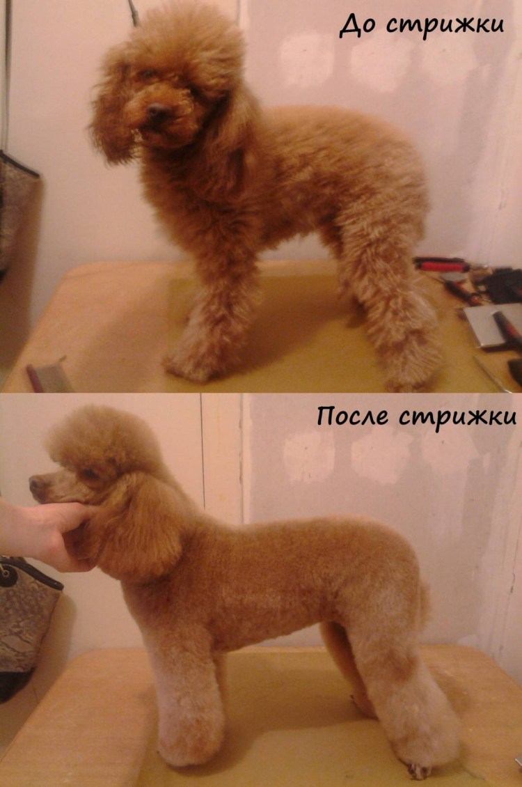 Стрижки для пуделей мальчиков