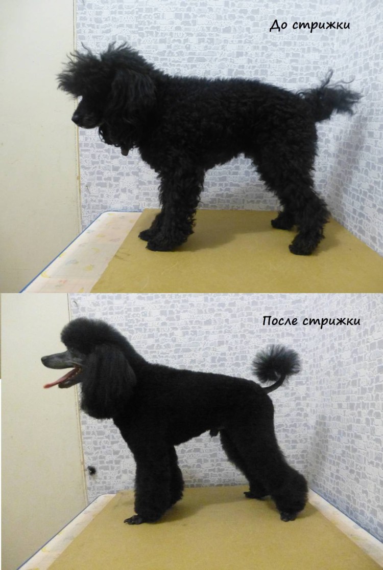 Стрижка пуделя штанишки