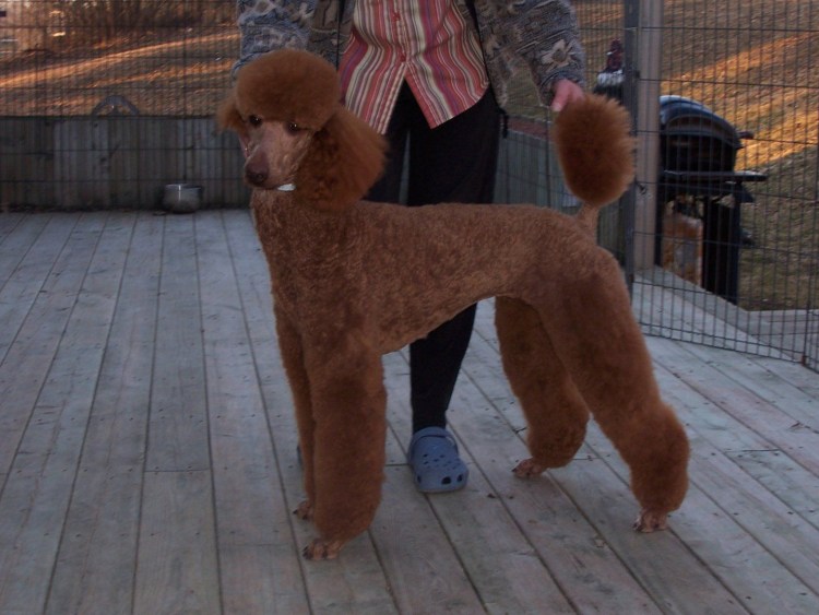 Карликовый пудель груминг