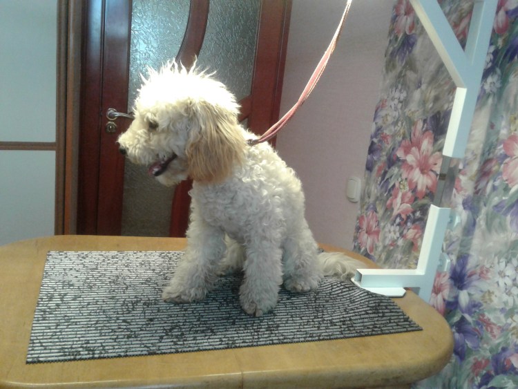 Пудель Командор